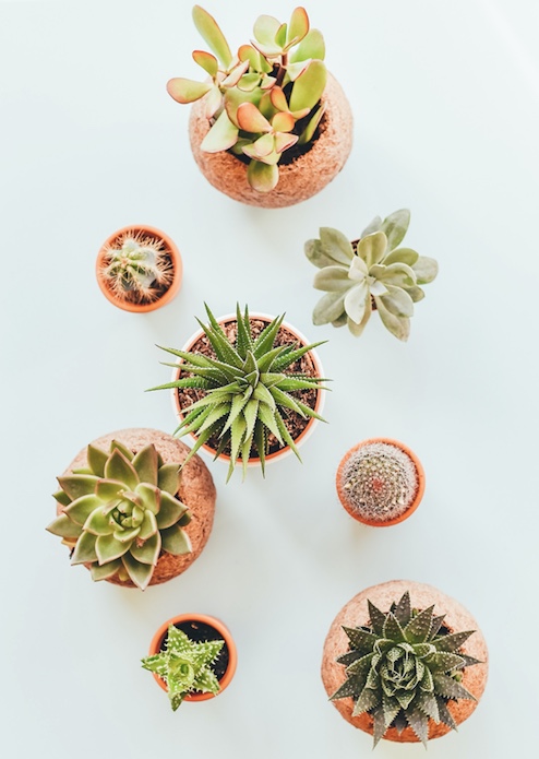 4 Plants to Buy For Your Home at Insignia on M