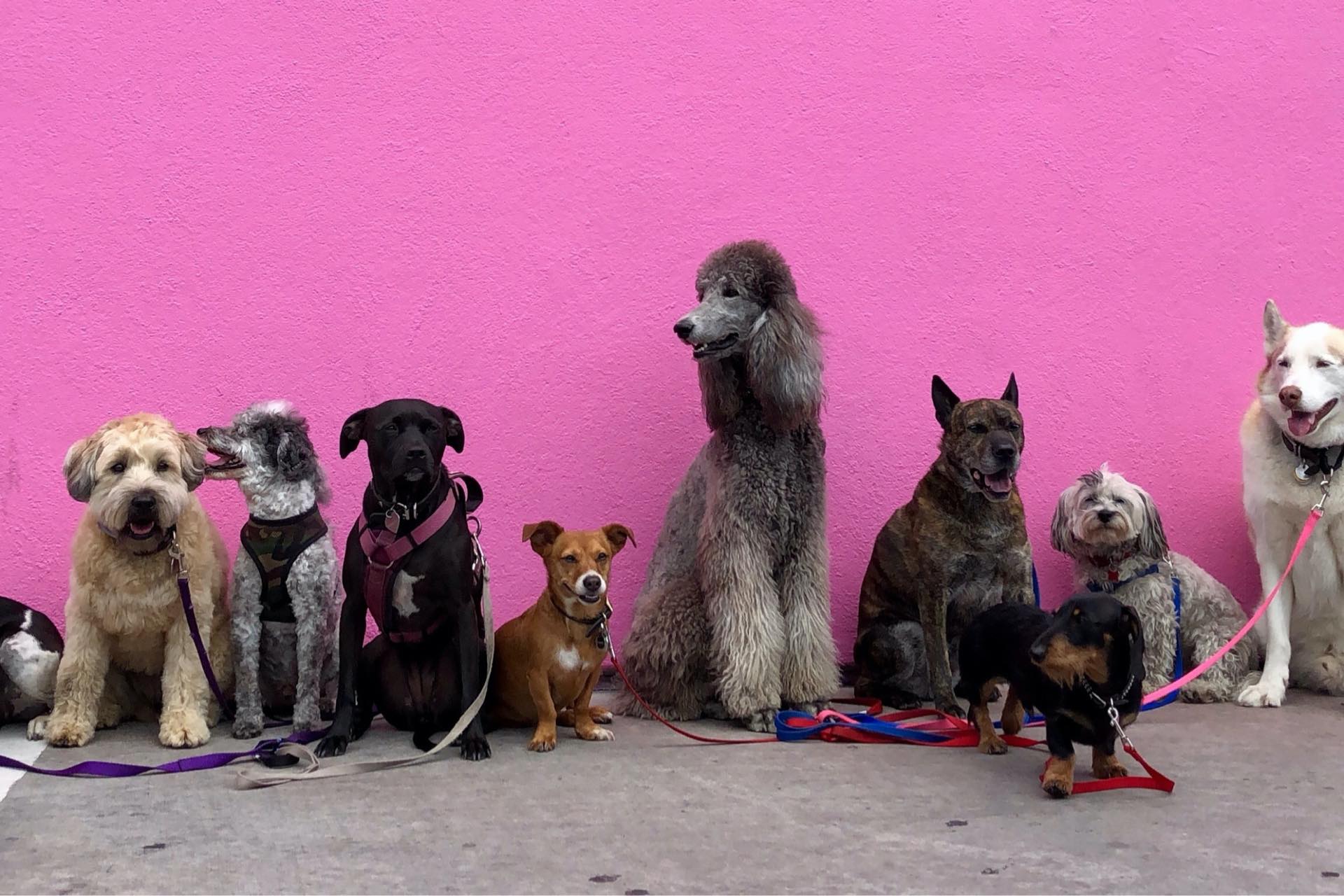 Parade With Your Pup During the We The Dogs Bipawtisan March